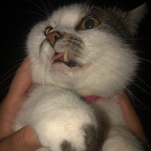 Meet your Posher, Molly